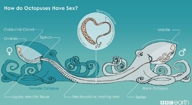 Виявляється, один із щупалець восьминога – це його пеніс, і секс для них букваль...