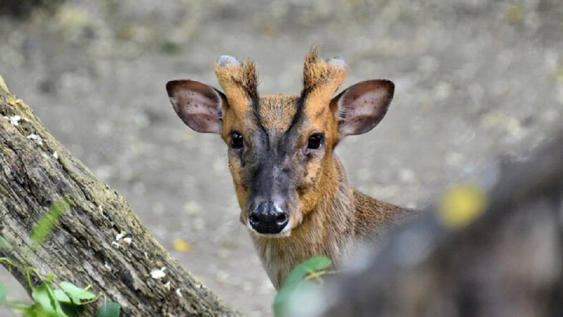 Мініатюрний азійський олень поранений внаслідок обстрілу 14 листопада в Київсько...