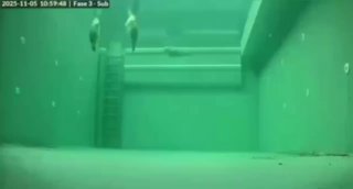 Ось так цікаво сплять тюлені в нідерландському розплідникуТварини вміють миттєв...