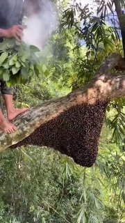 Привіт алергикам: збір дикого меду в Азії за допомогою димуБджоли відлітають від...