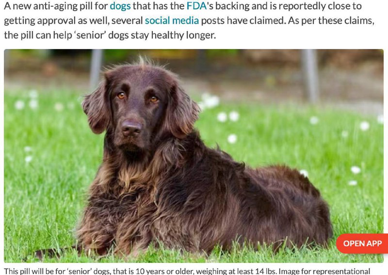 Собакам продовжать життя - у США схвалили перші ліки проти старіння FDA дала зел...