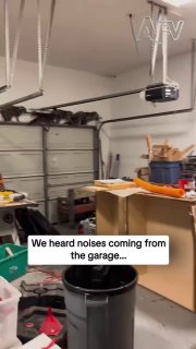 У США сім'я почула дивні звуки у гаражі — і застала цілу банду єнотів на пограбу...