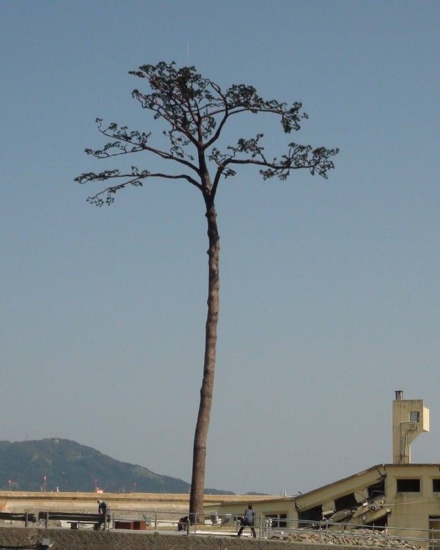 У Японії згадали історію про «самотню сосну», єдине дерево, яке пережило цунамі ...