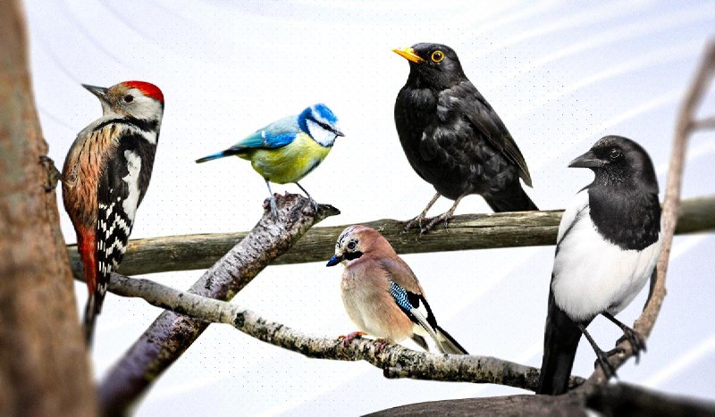 Як довго можуть прожити птахи і як вони старіютьЗі слів орнітологині, координато...