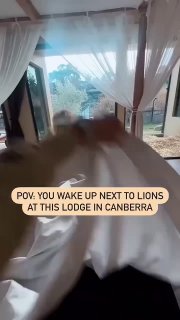 В Австралії є готель, де твій сусід по кімнаті… левJamala Wildlife Lodge у Канбе...