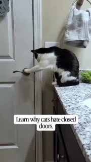 Виявляється, зачинені двері — особиста образа для котаДля них кожна кімната — їх...
