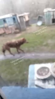 Вовка помітили в Обухівському районіЙого бачили між Халеп’ям та Витачевом. Він р...