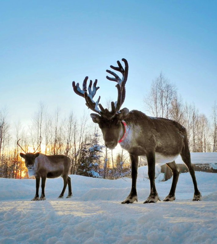 Вовки з росії через війну масово винищують оленів у Лапландії, – пише CNNПопуляц...