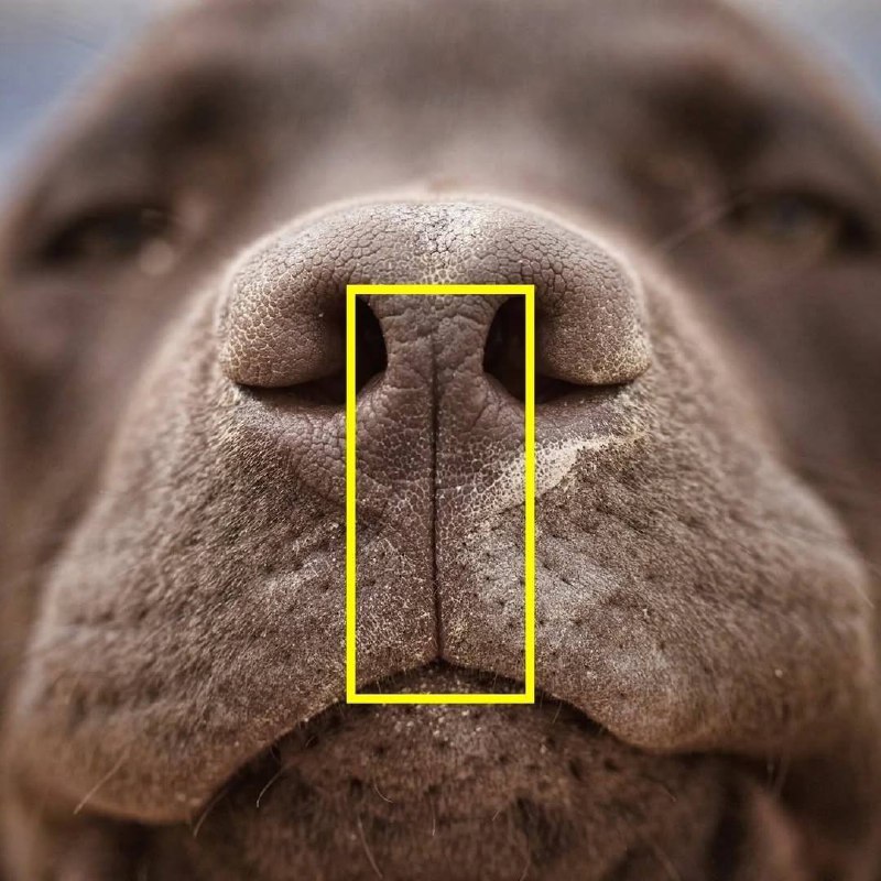 Всі знають, що собаки мають цю вертикальну смужку між носом і губою: але це не т...