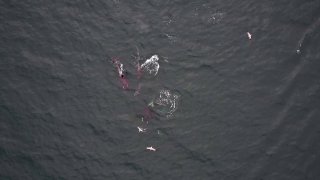 Вченим вперше вдалося зафіксувати, як косатки і дельфіни, схоже, навчилися полюв...