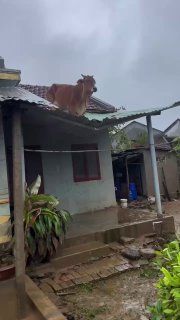 Головною зіркою рілсів в Азії стала корова, яка... залізла на дах житлового буди...