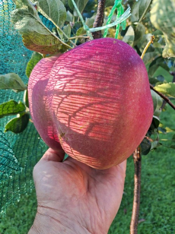 Киянин виростив найбільше яблуко в історії країни, вагою 1 кг 281 г, встановивши...