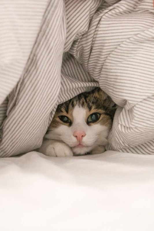 Ковдра, яка «вимикає» тривогу «Важка (або обтяжена) ковдра – той самий аксесуар ...