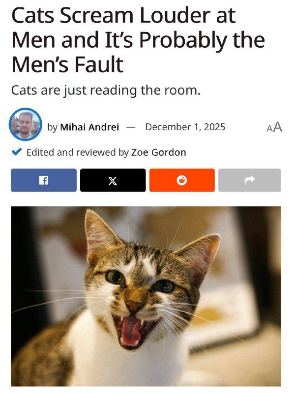 Кішки частіше і голосніше кричать на чоловіків, ніж на жінок — вчені Коли в кімн...