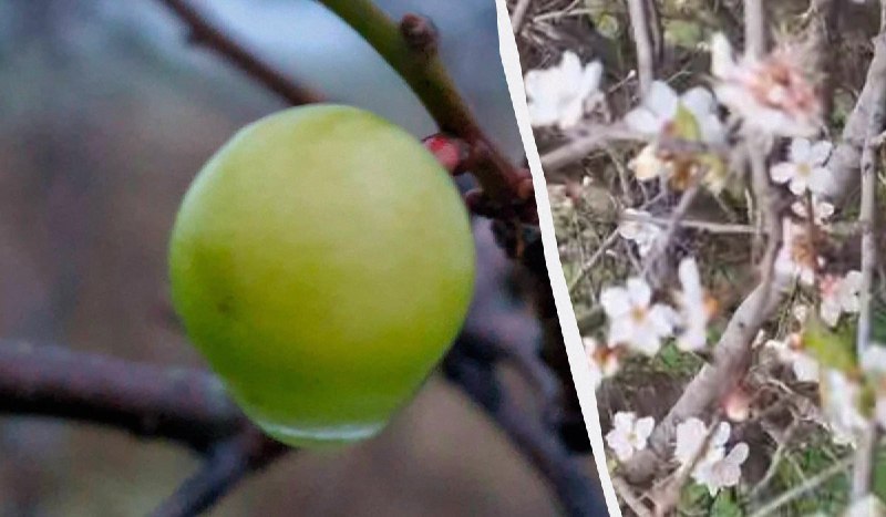 На Одещині плоди дала аличаДивне явище зафіксували на Одещині."Зараз, 22 грудня...