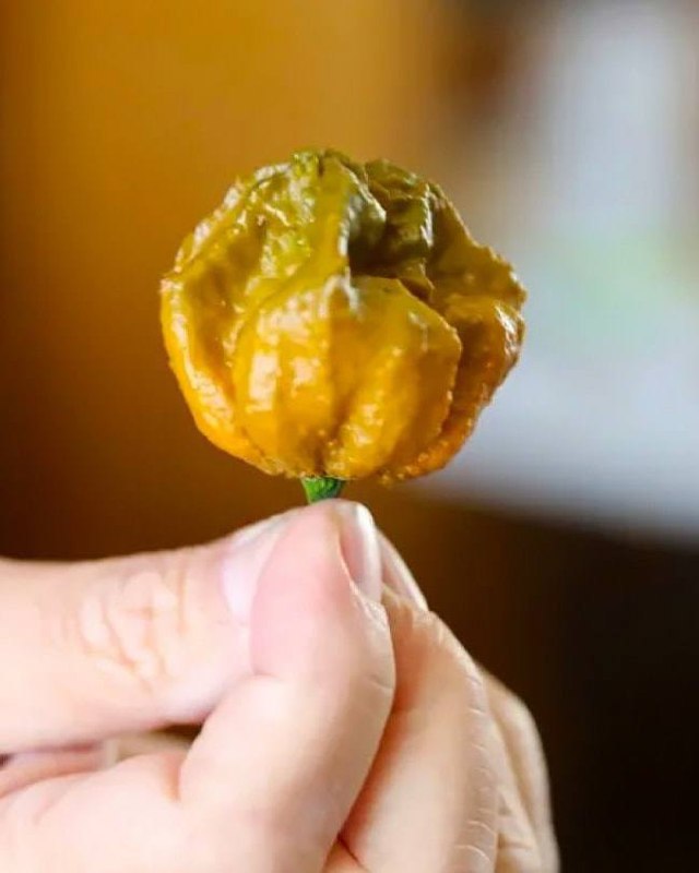 Найгостріший перець планети – Pepper XЙого офіційно визнали рекордсменом у 2023 ...