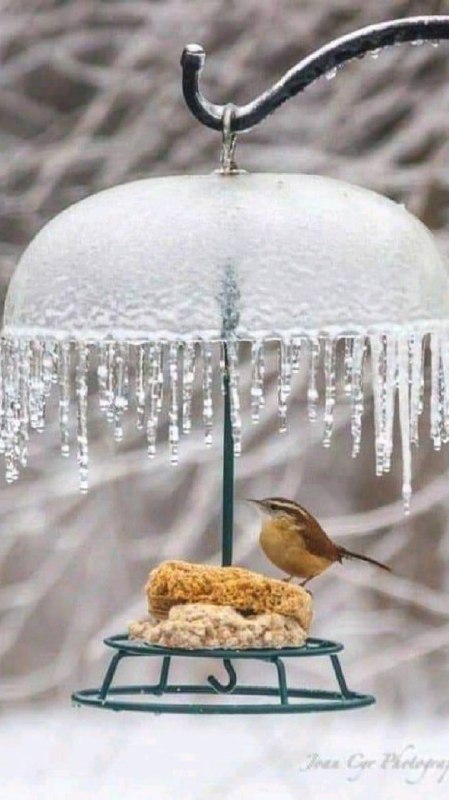 Наступного тижня очікуємо мороз до -11°: в Україну йде зимове похолодання, — син...