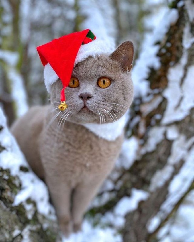 Новий рік в Україні буде морознимЗа прогнозом синоптика Наталії Діденко, завтра ...