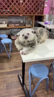 Перед вами суміш кота та ведмедя — бінтуронг, один із найчарівніших хижаків на п...