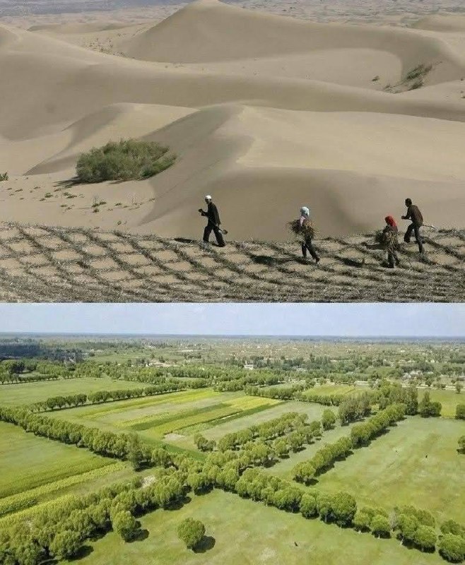 Пустеля Му-Ус у Китаї майже зниклаМу-Ус - одна з чотирьох великих пустель Китаю....