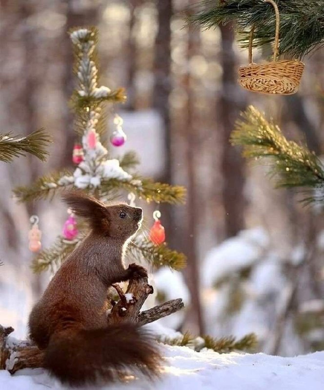 Сильного снігу під час різдвяних свят наразі не очікується. Лише в окремих облас...