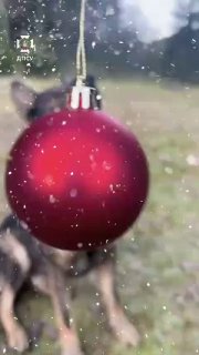 Трохи святкового настрою в стрічку: прикордонники потішили різдвяним відео зі св...