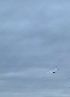 У Києві тим часом на допомогу ППО прилетіли голуби.На відео, яке публікують міс...