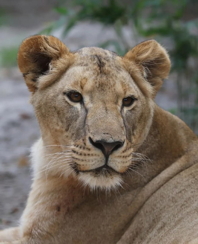 У Південній Африці померла евакуйована з Харківщини левиця Василина, —  UAnimal...