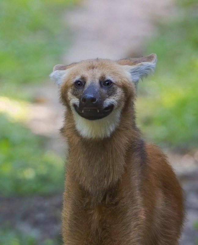 У соцмережах раптово завірусився найневинніший вовк у світіЦе гуара, він же грив...