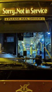 Хвилинка милоти: в Австралії водій автобуса врятував коалу, яка вибігла на доро...