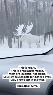 Чоловік зняв у лісі рідкісного білого лося — і це не ІІ! Тварина з лейкізмом виг...