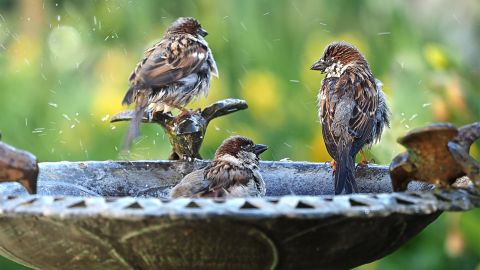 Чому зникають птахи: відповідь орнітолога«Мене часто запитують, чому зникли сніг...