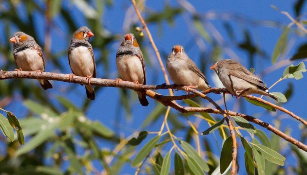 Як довго можуть прожити птахи і як вони старіютьЗі слів орнітологині, координато...