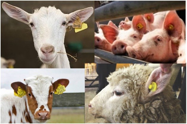 Ідентифікація та реєстрація свійської худоби: у Держпродспоживслужбі пояснили, ч...