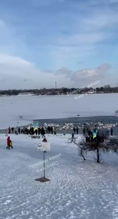 Багатсько лебедів сьогодні зібралося на столичній Оболоні...