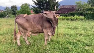 В Австрії вперше науково зафіксували, як корова використовує інструмент праціКо...