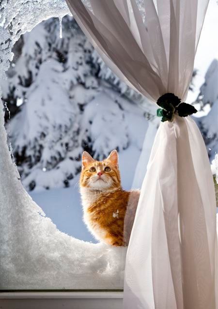 Доброго недільного ранку!Сьогодні опади в Україні продовжаться, але завдяки тому...