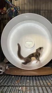 Дівчина встановила камеру в клітці з білками... результат насмішив мережу...