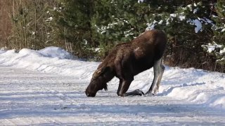 Лось вийшов на дорогу на трасі в Чорнобилі, – соцмережіОсь хто дійсно радий солі...