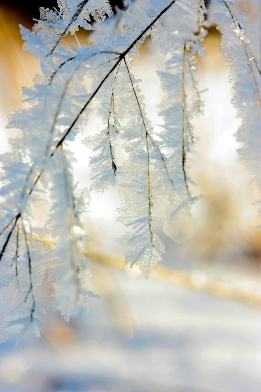 Морози наглухо скують Україну найближчими днямиУкргідрометцентр повідомляє, що ...