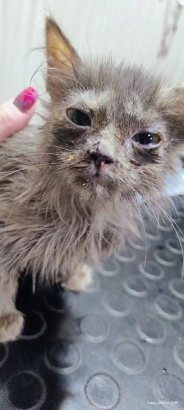 На Київщині 18-річна дівчина знущалася з кошеняти й записувала це все на відео:...