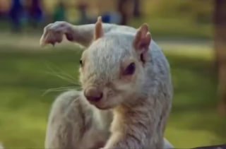 Несподівано: білки приземляються як супергерої — і це не ШІУ мережі вирусяться к...