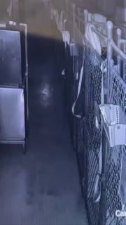 Пес зі США провернув ідеальну втечу із притулкуДоусон спочатку спокійно вибрався...