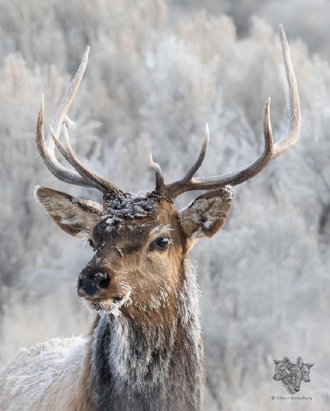 По всій Україні у понеділок, 12 січня, очікується морозна погодаЗа прогнозом син...