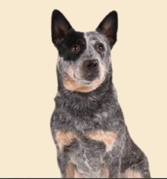 Сім собак-довгожителів: чому важливо розуміти потреби свого хвостика Кожен собак...