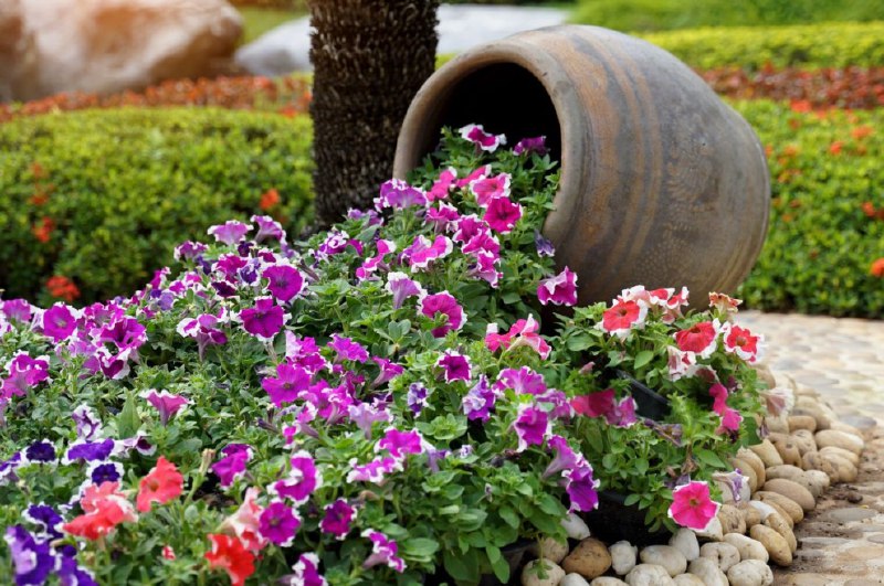 ТОП-5 однорічних квітів, які полюбляють флористиПеревага однорічних квітів у том...