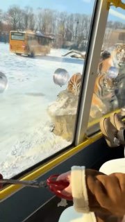 Тигри у китайському зоопарку настільки від'їлися, що почали ігнорувати м'ясо від...