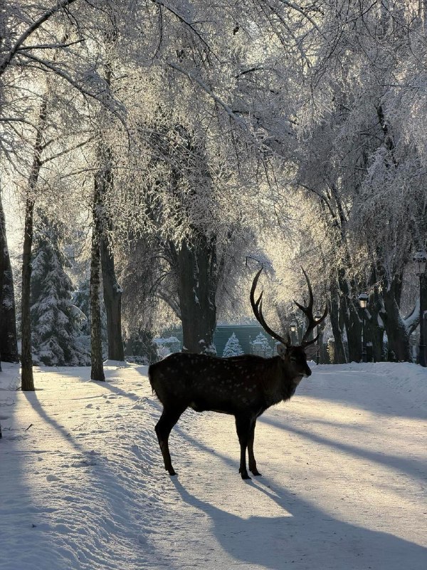 Тим часом у Межигірʼї, що біля Києва, справжня зимова казка...