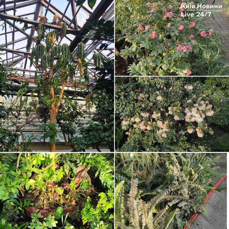 Тропічні рослини у ботсаду Гришка гинуть через відключення світла та теплаГенера...