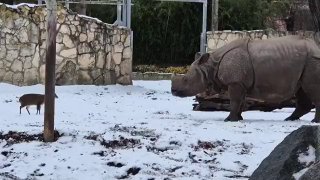 У Вроцлавському зоопарку 13-кілограмовий олень напав на самку носорога вагою 1,...